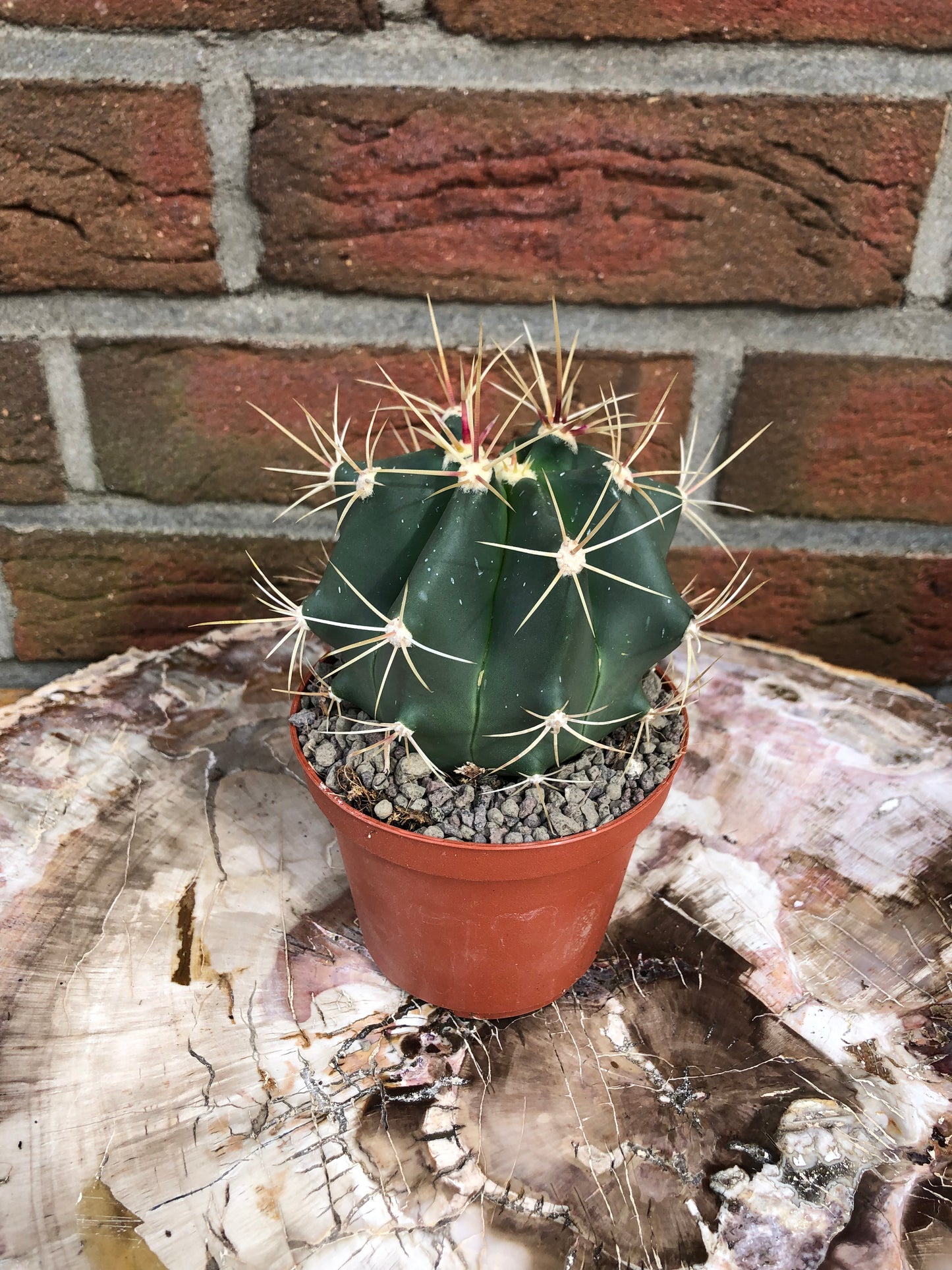 Ferocactus Emoryi - Kaktusjunge