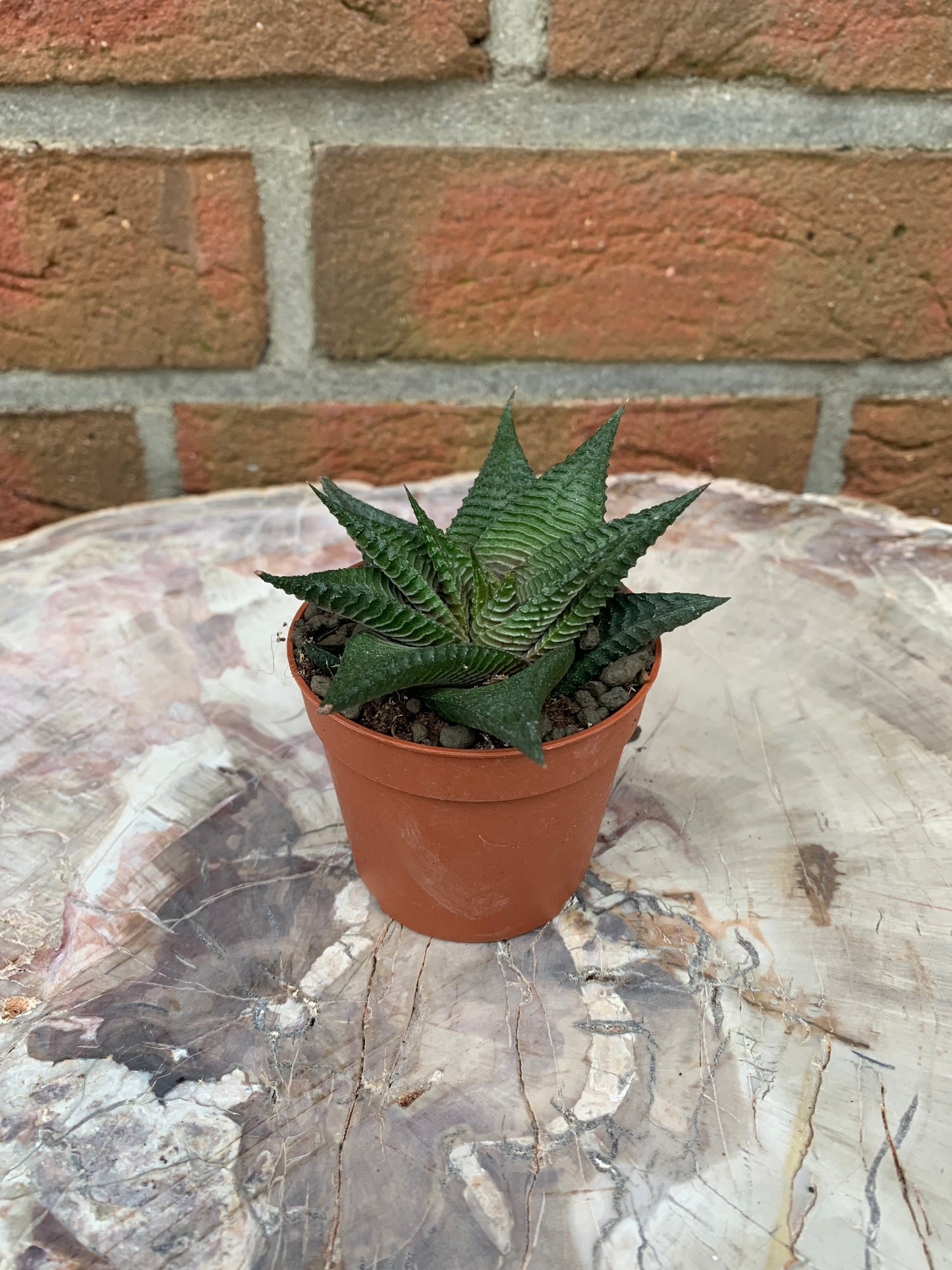 Haworthia limifolia spiral - Kaktusjunge