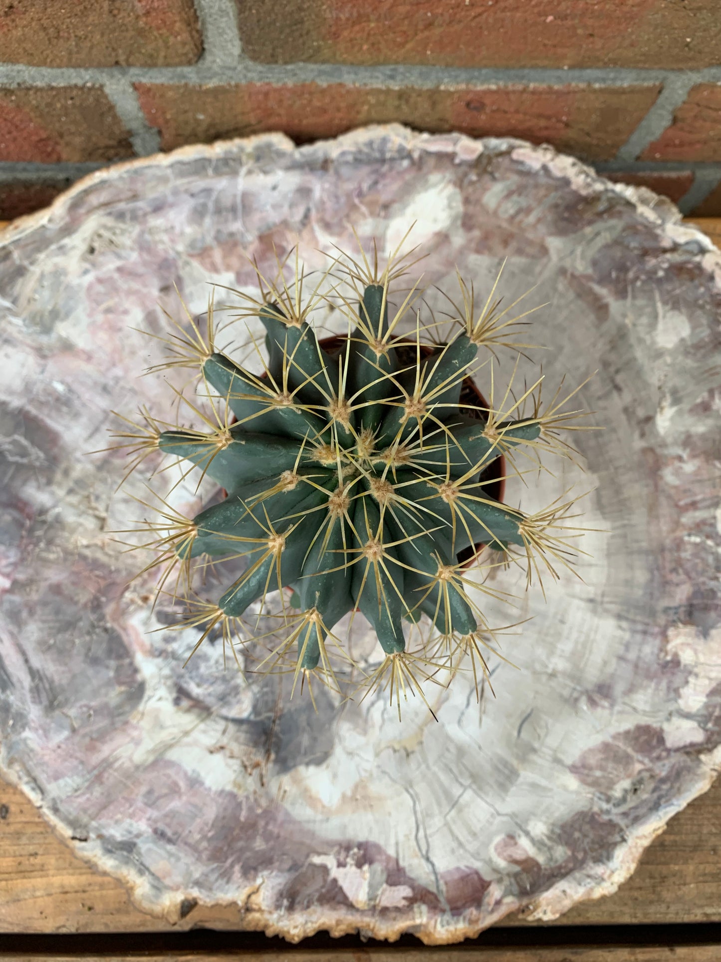 Ferocactus glaucescens - Kaktusjunge