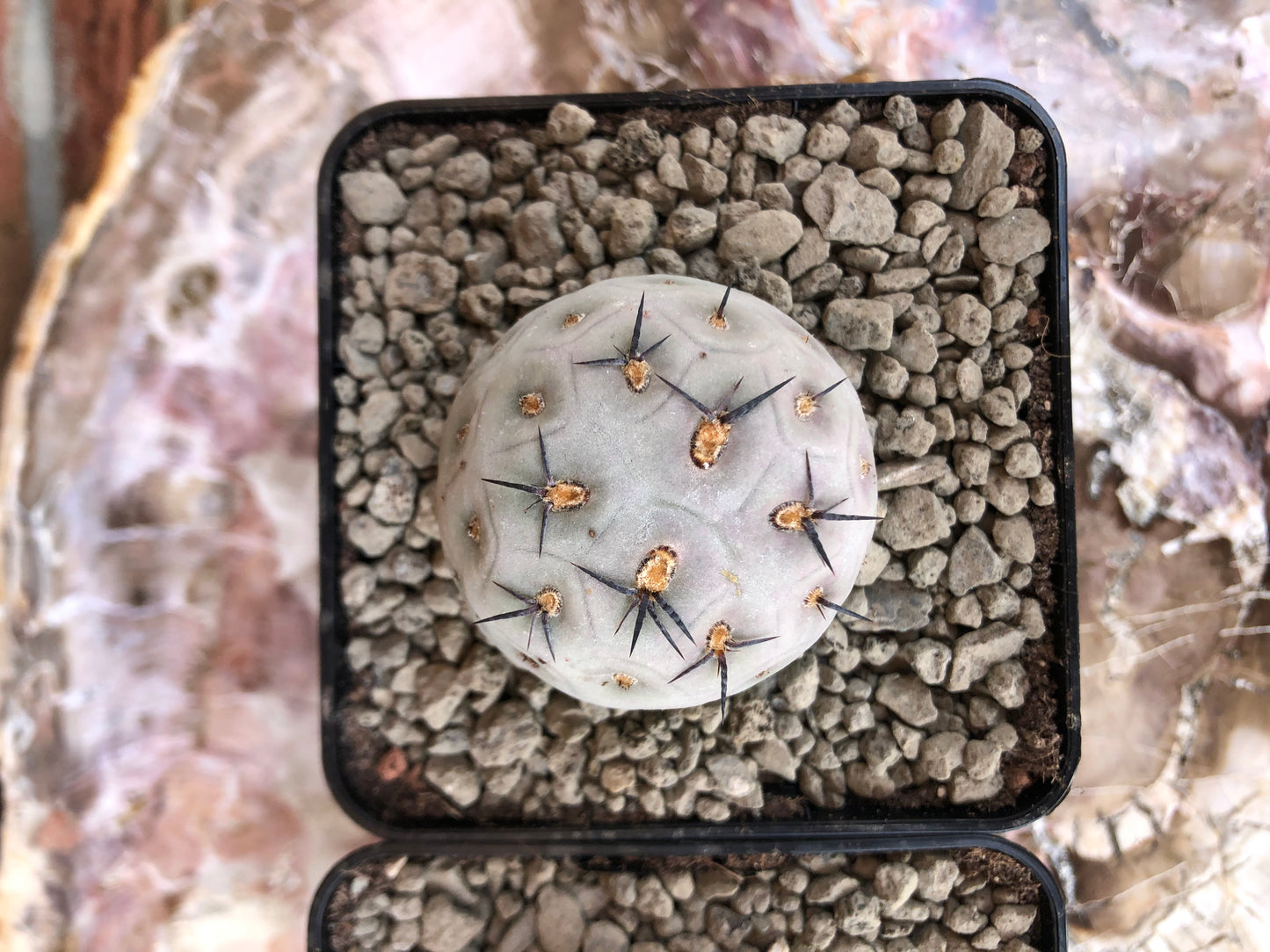 Tephrocactus geometricus 1 Ball - Kaktusjunge