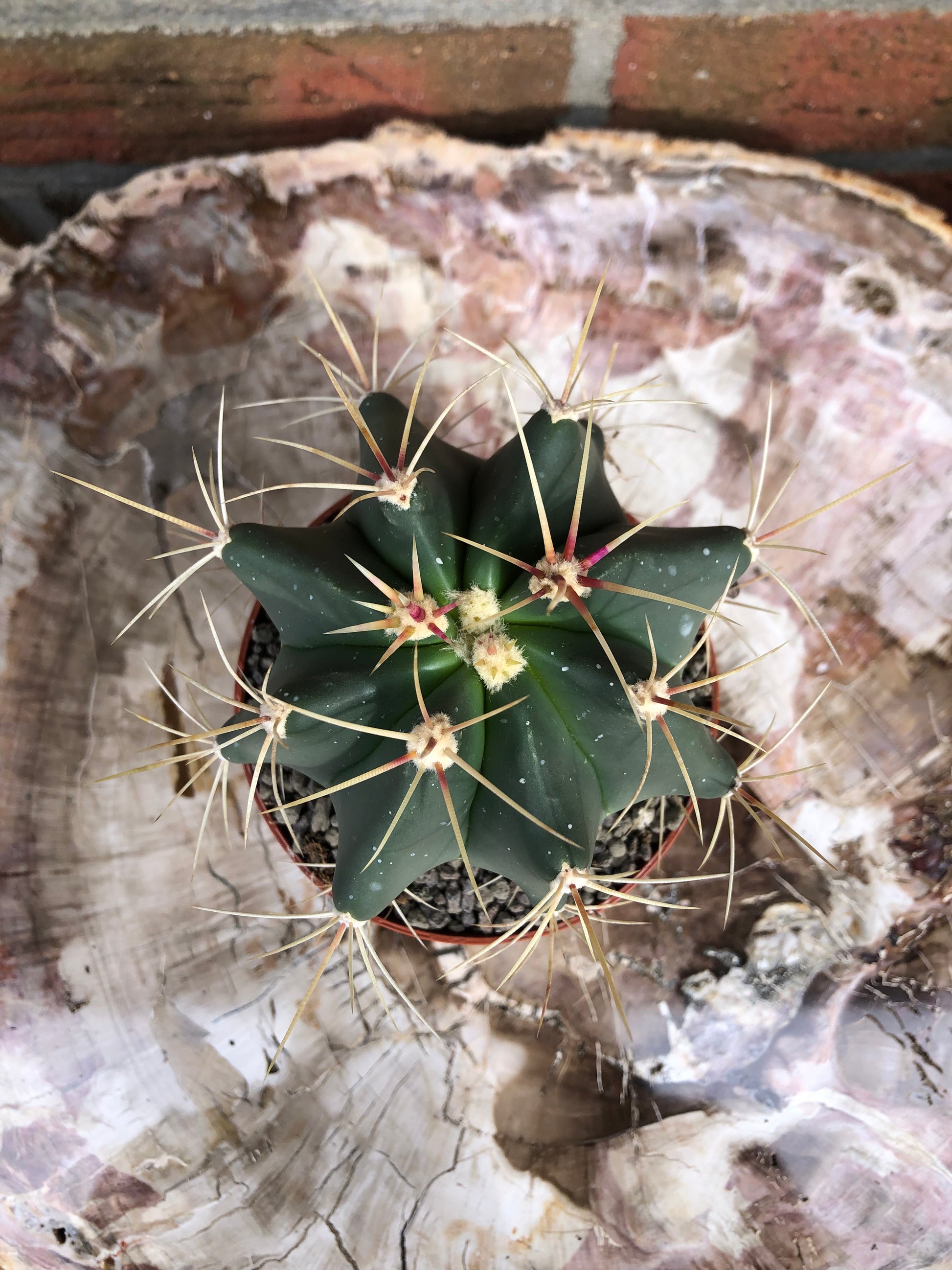 Ferocactus Emoryi - Kaktusjunge