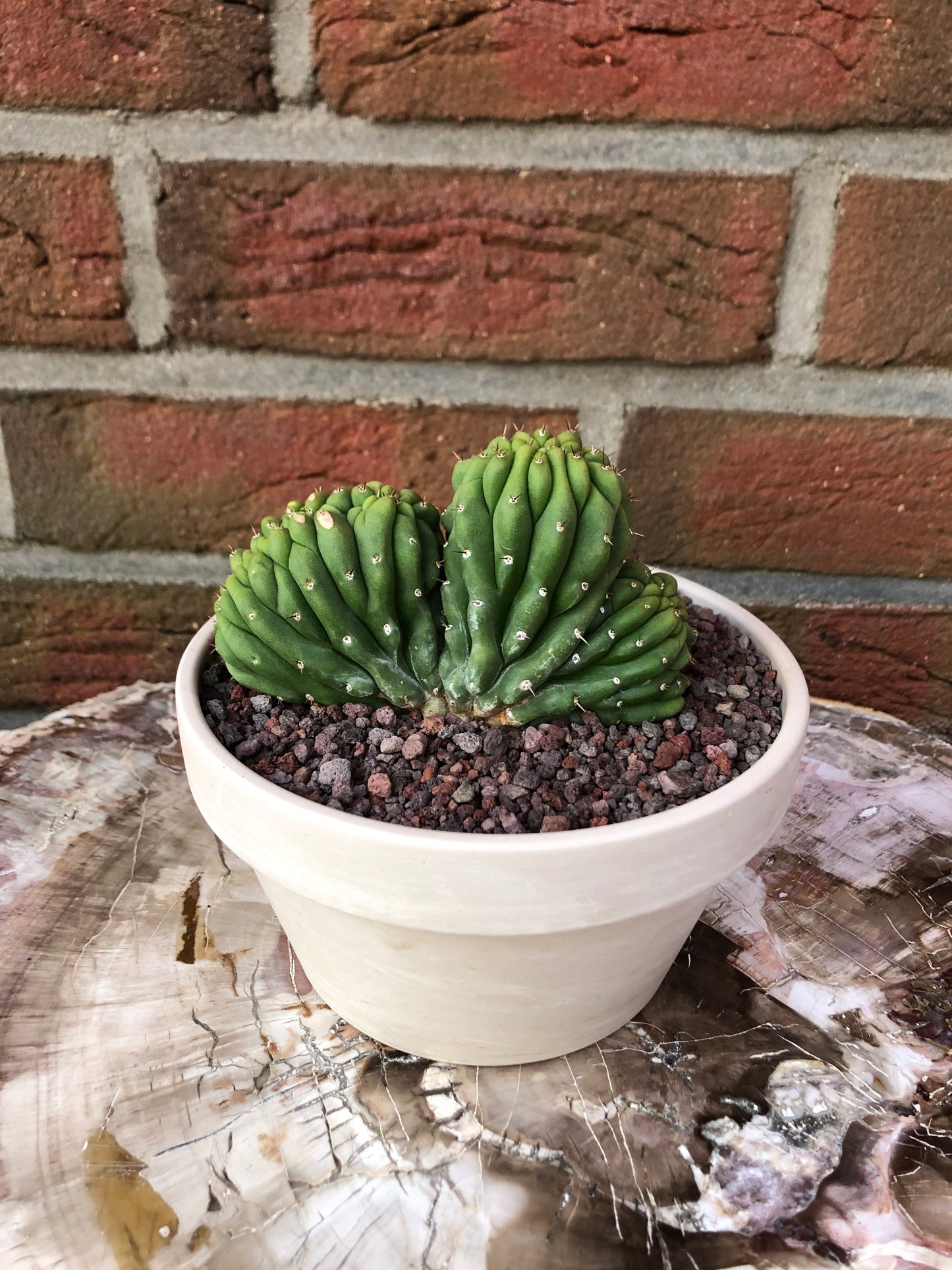 Trichocereus pachanoi cristata - Kaktusjunge