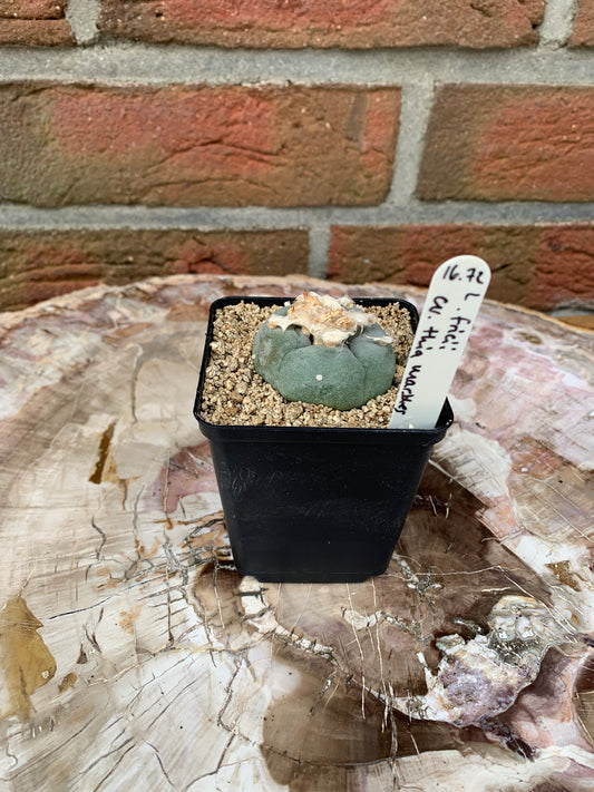 Lophophora fricii cv. thia marbles - Kaktusjunge