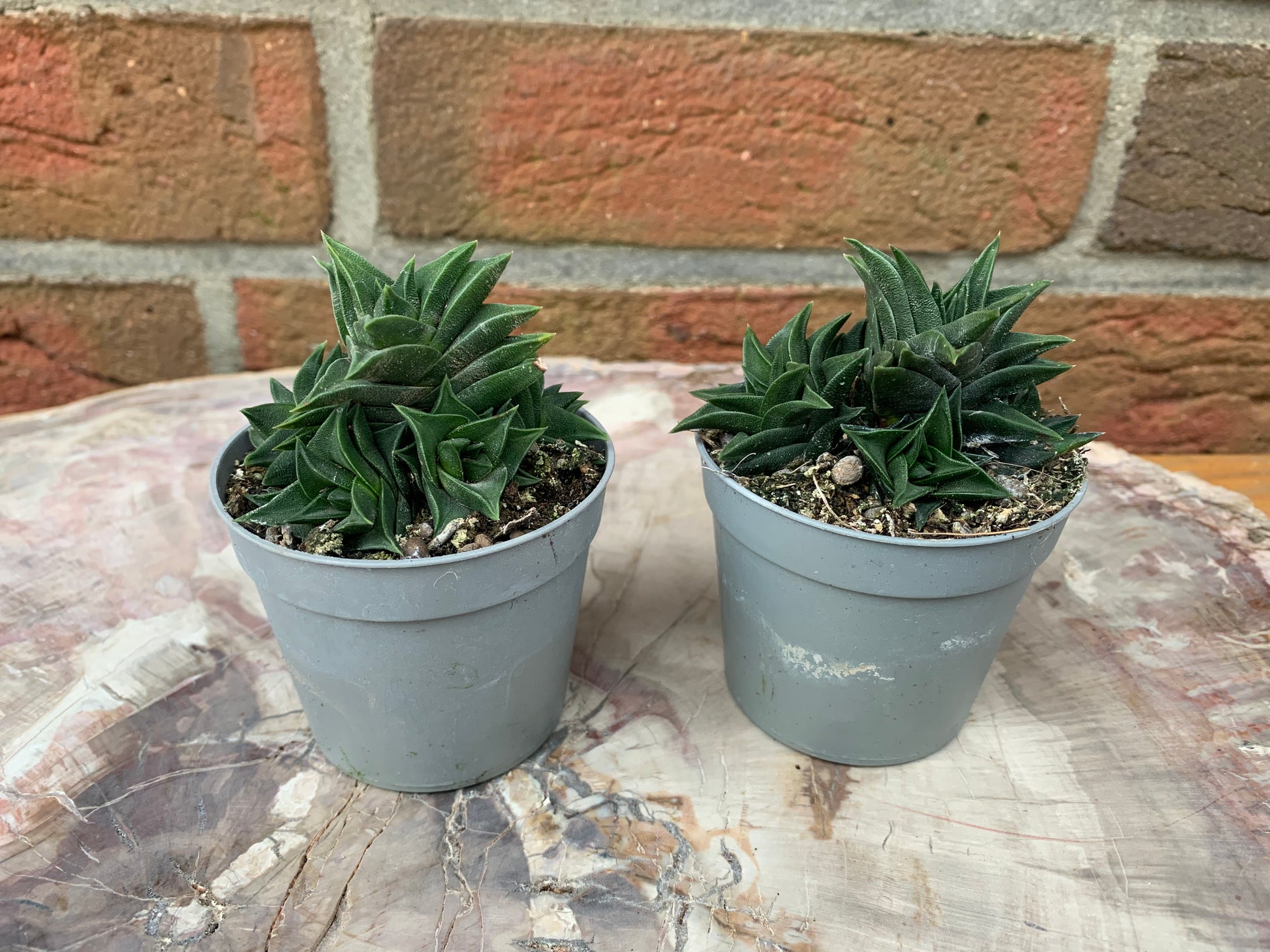 Haworthia viscosa - Kaktusjunge